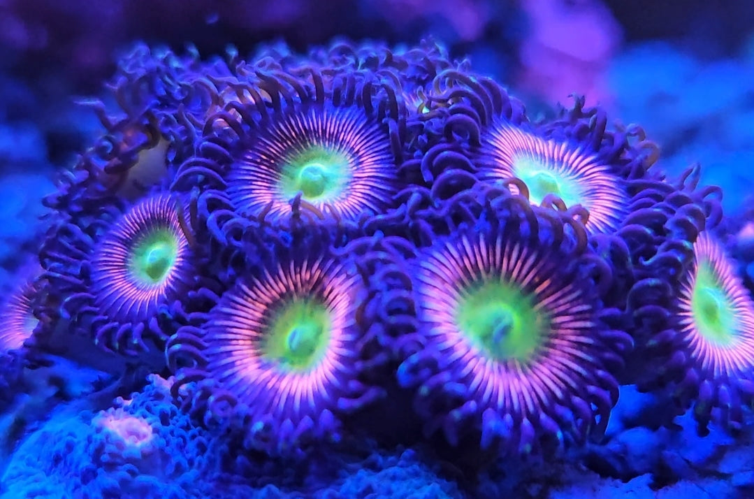 Lazy's Cat's Eye Zoa