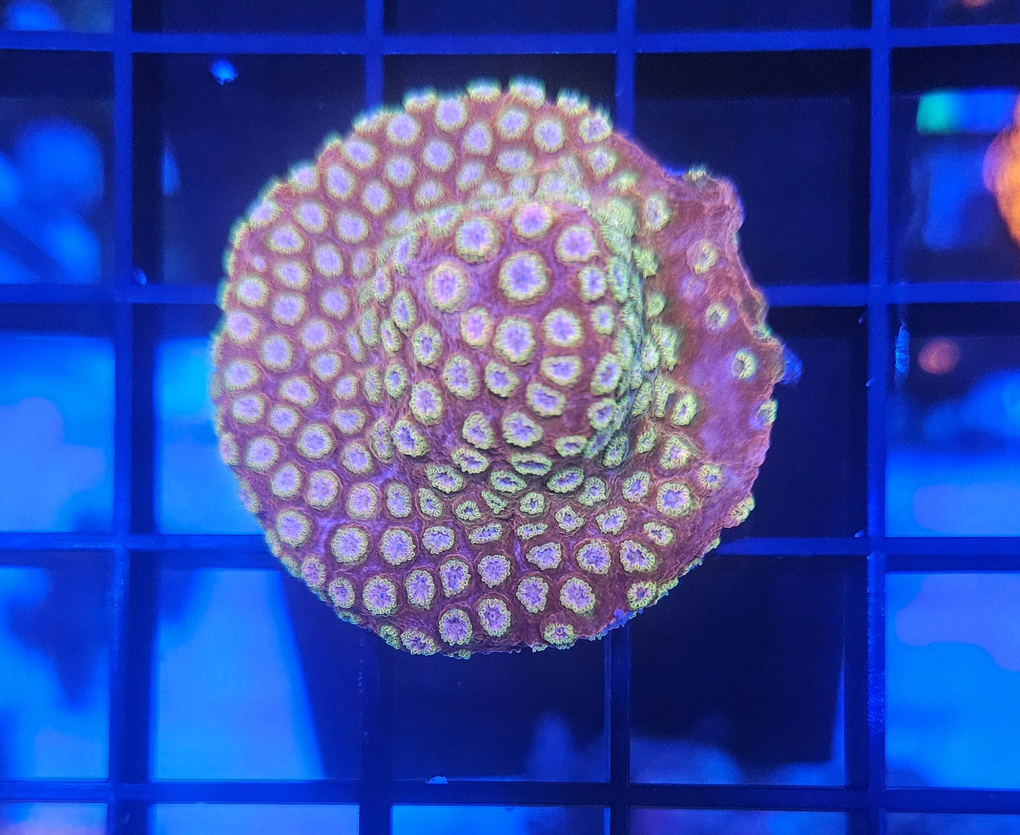 Spellbound Cyphastrea