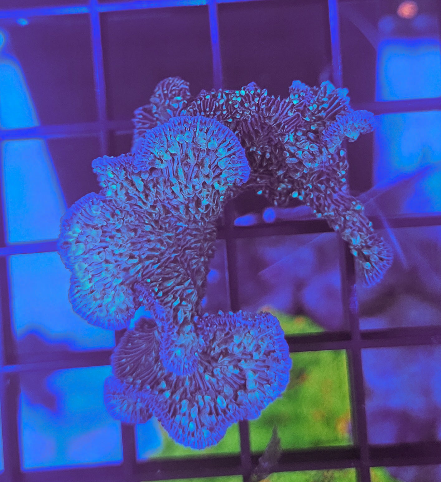 Pavona coral