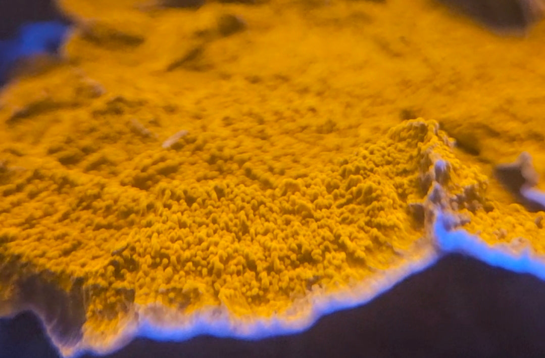 Orange Cap Montipora