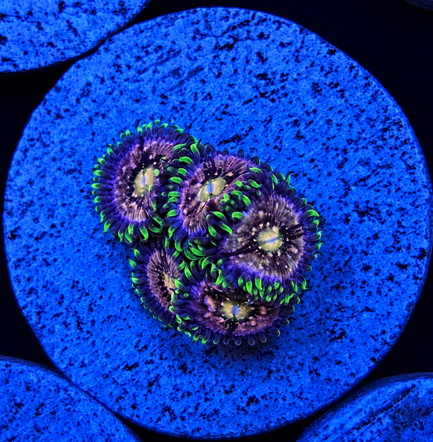 Nirvana Zoanthid