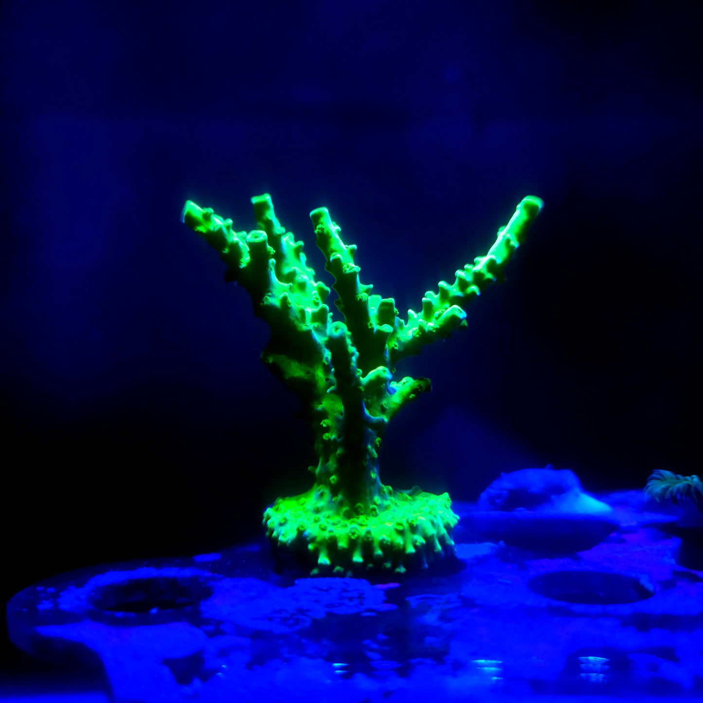 Neon Green Acropora