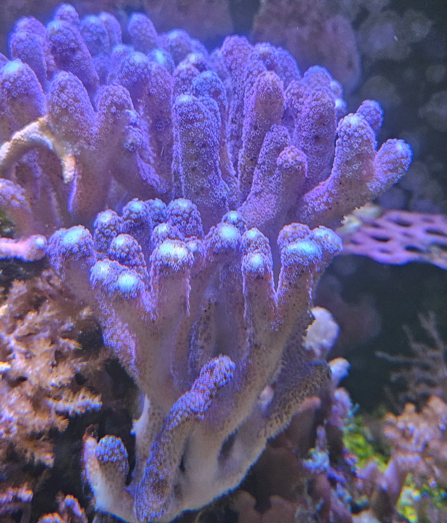 Purple Stylophora