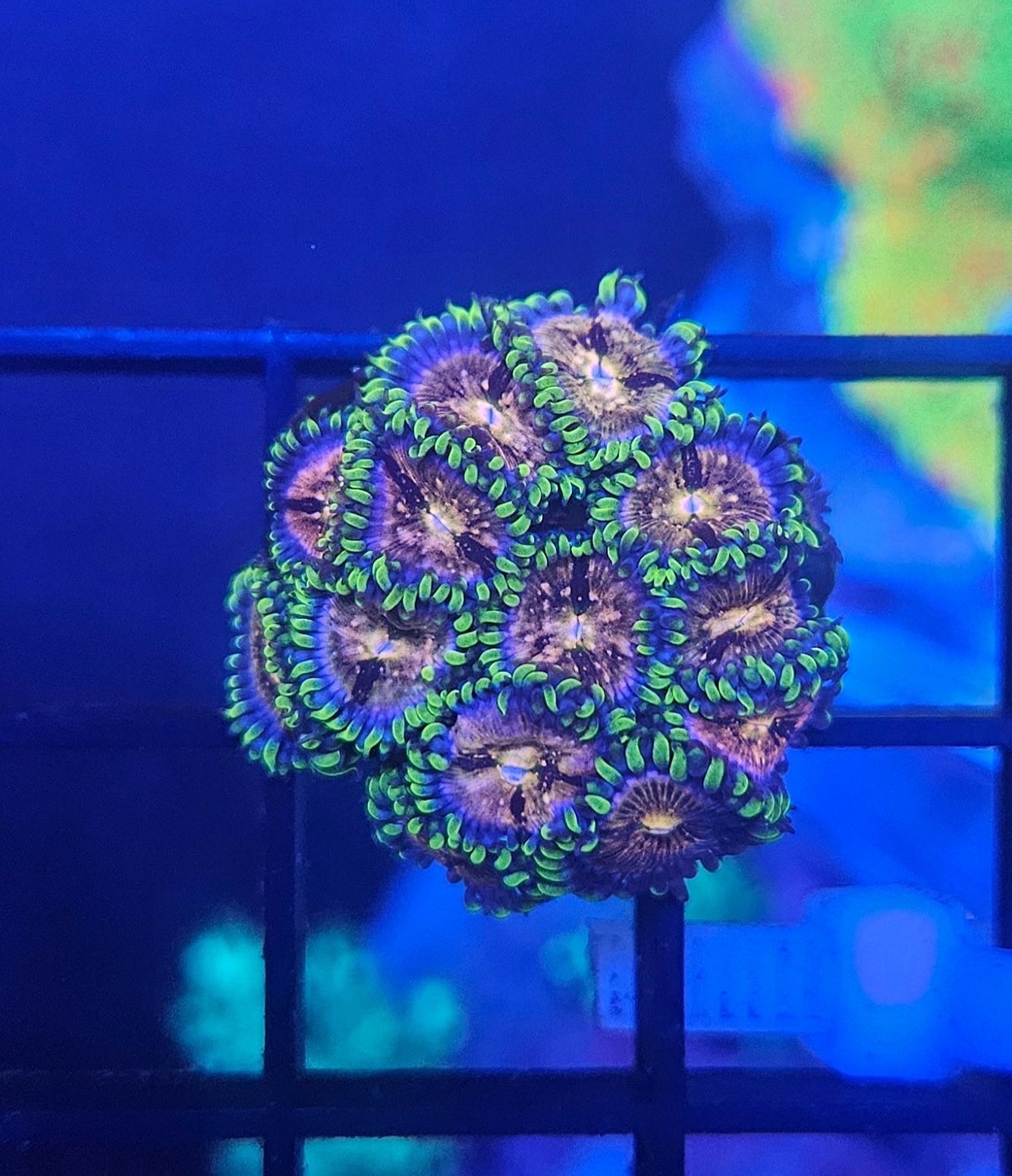 Nirvana Zoanthid