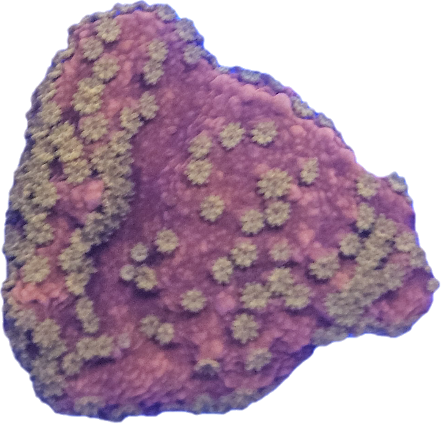Orange with yellow polyps Montipora