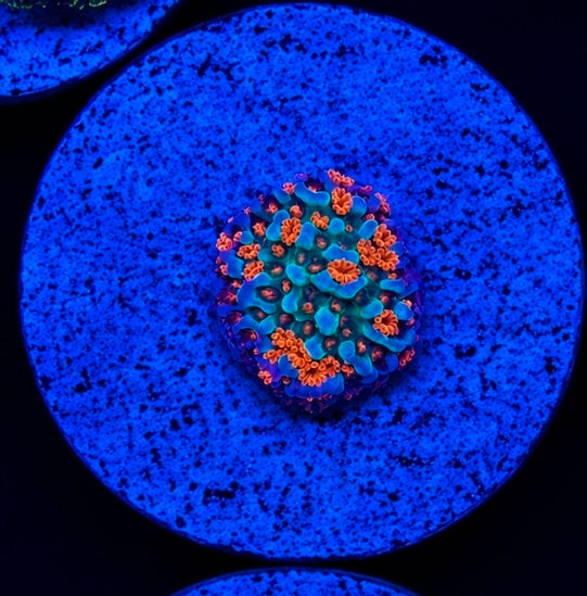 JF Aquaman Montipora