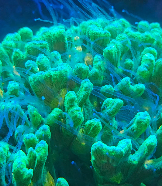 Space Invader Pectinia