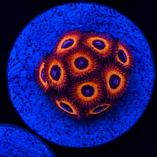 Kedds Reds Zoanthid