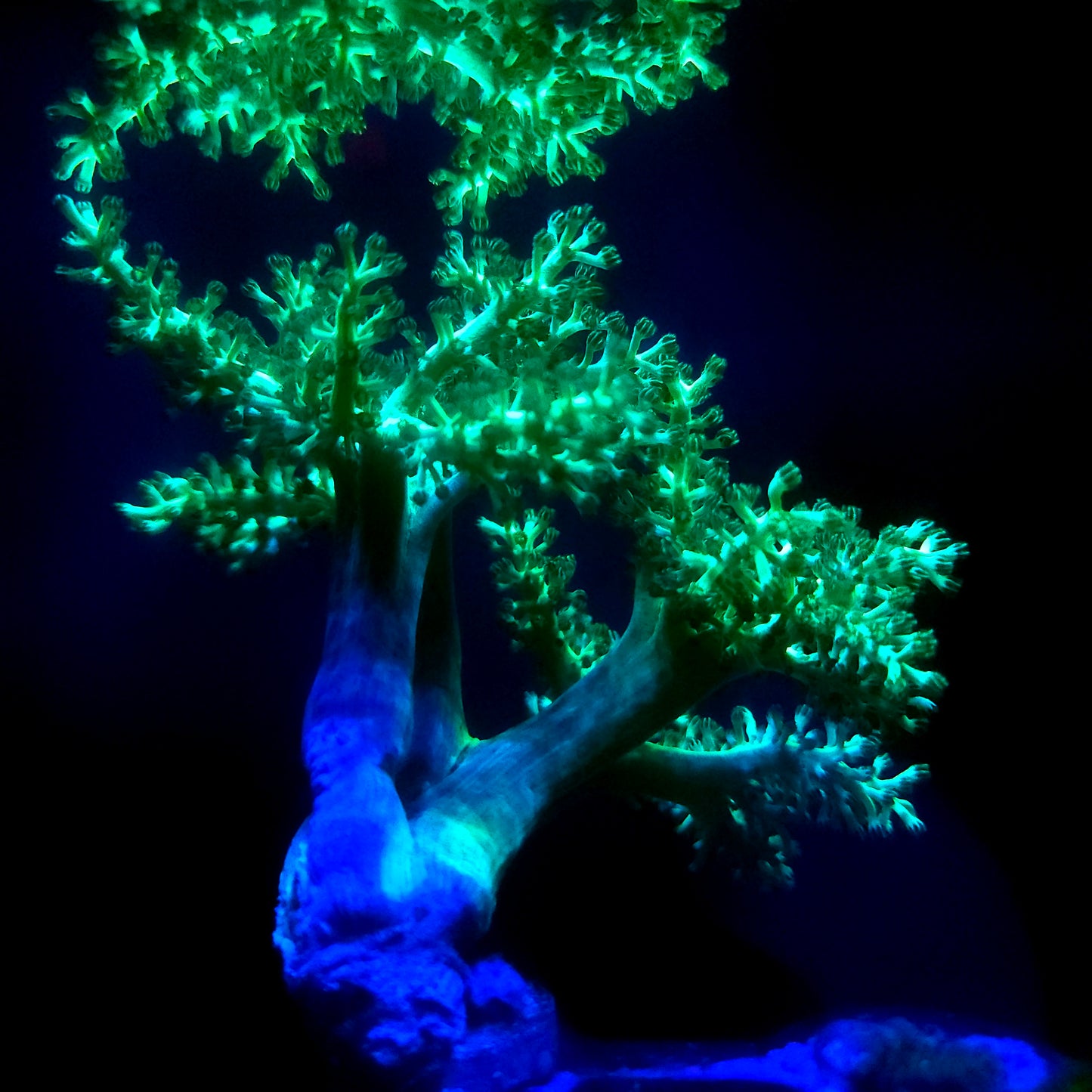 Green Leather Coral