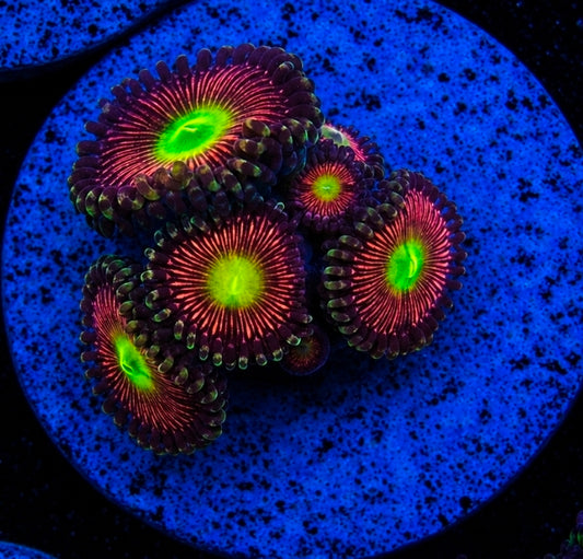Candy Apple Reds Zoanthid