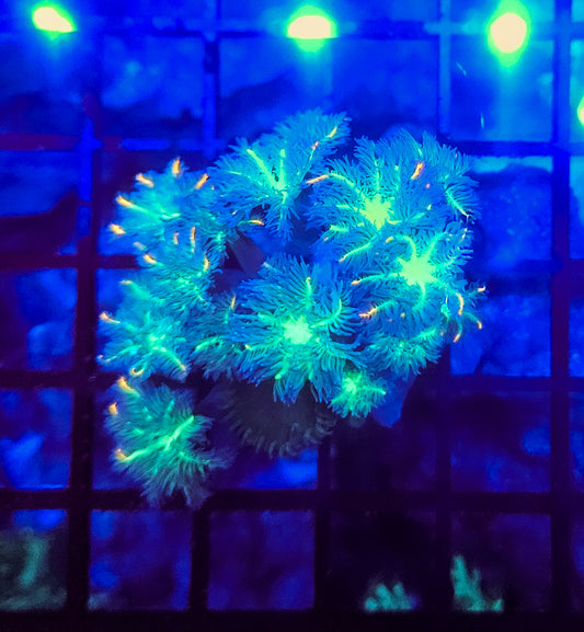Fireworks clove