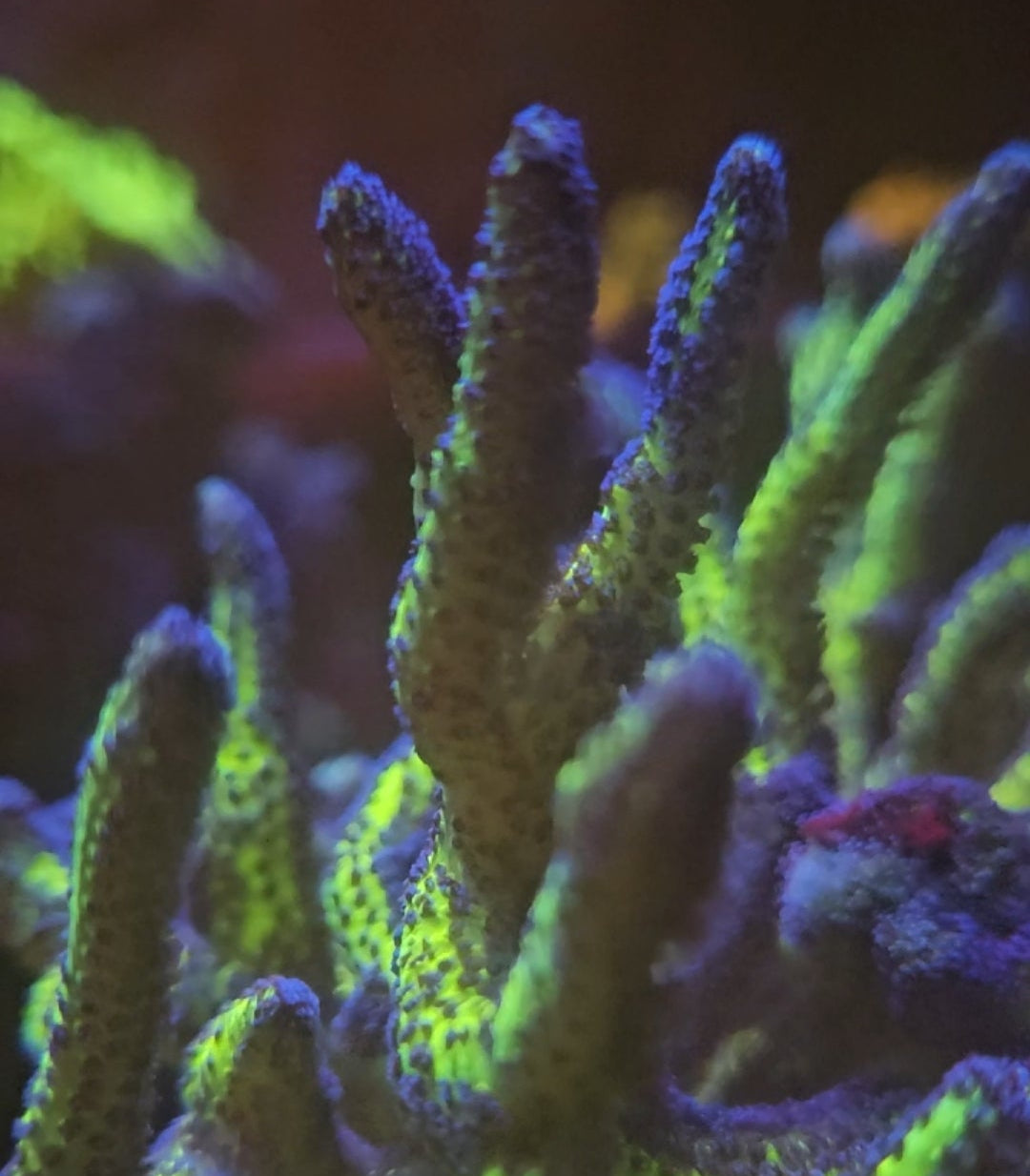 Birds Of Paradise Seriatopora