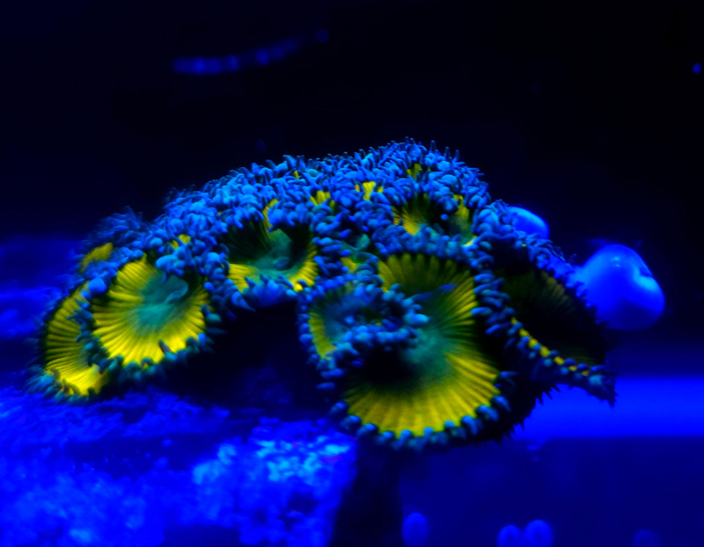 Lemon Lime Palythoa