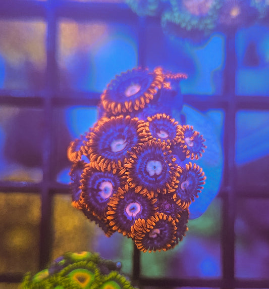 Fire and Ice Zoanthid