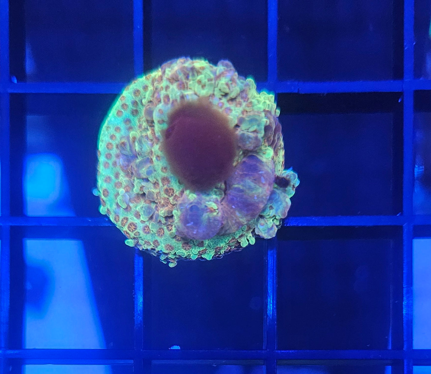 Burning Banana Coral