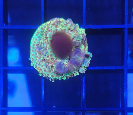 Burning Banana Coral