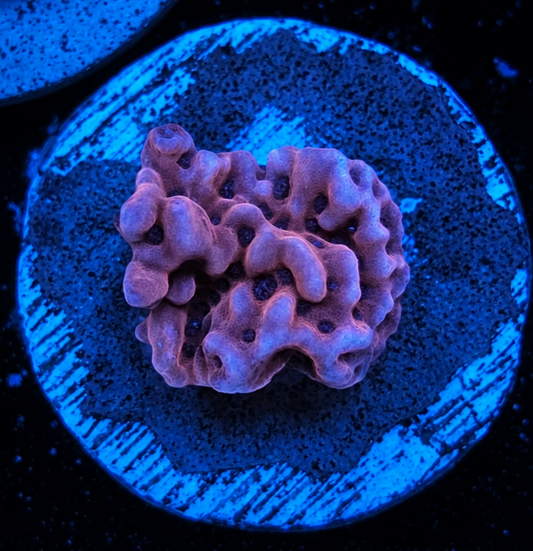 Bubble Gum Monti