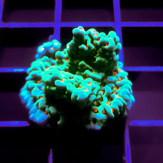 Chilling Pepper Montipora