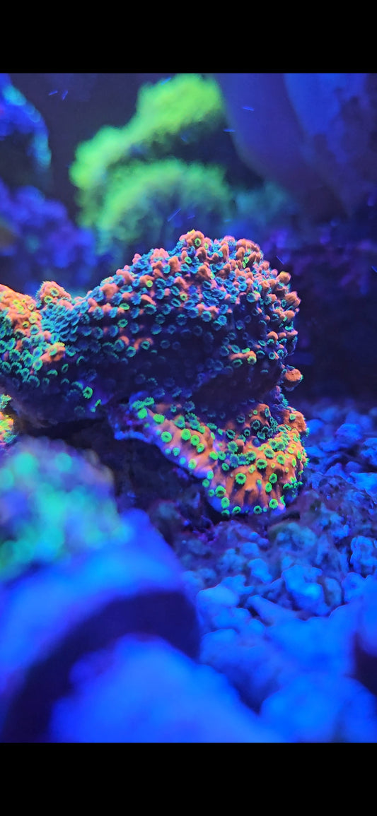 Sunset Montipora