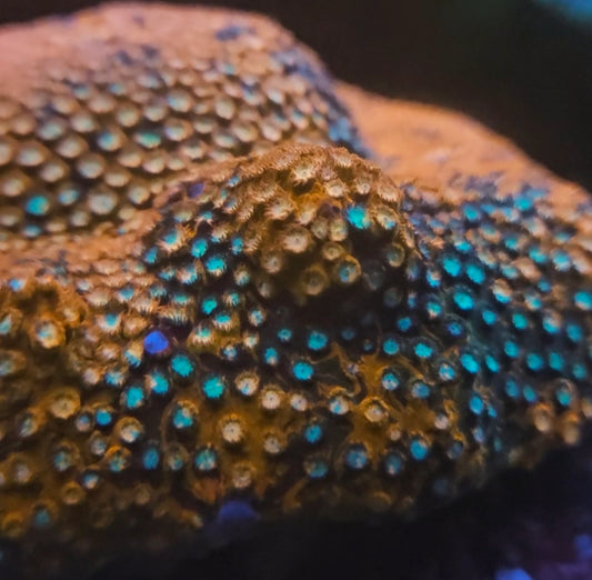 Finder Bender Cyphastrea