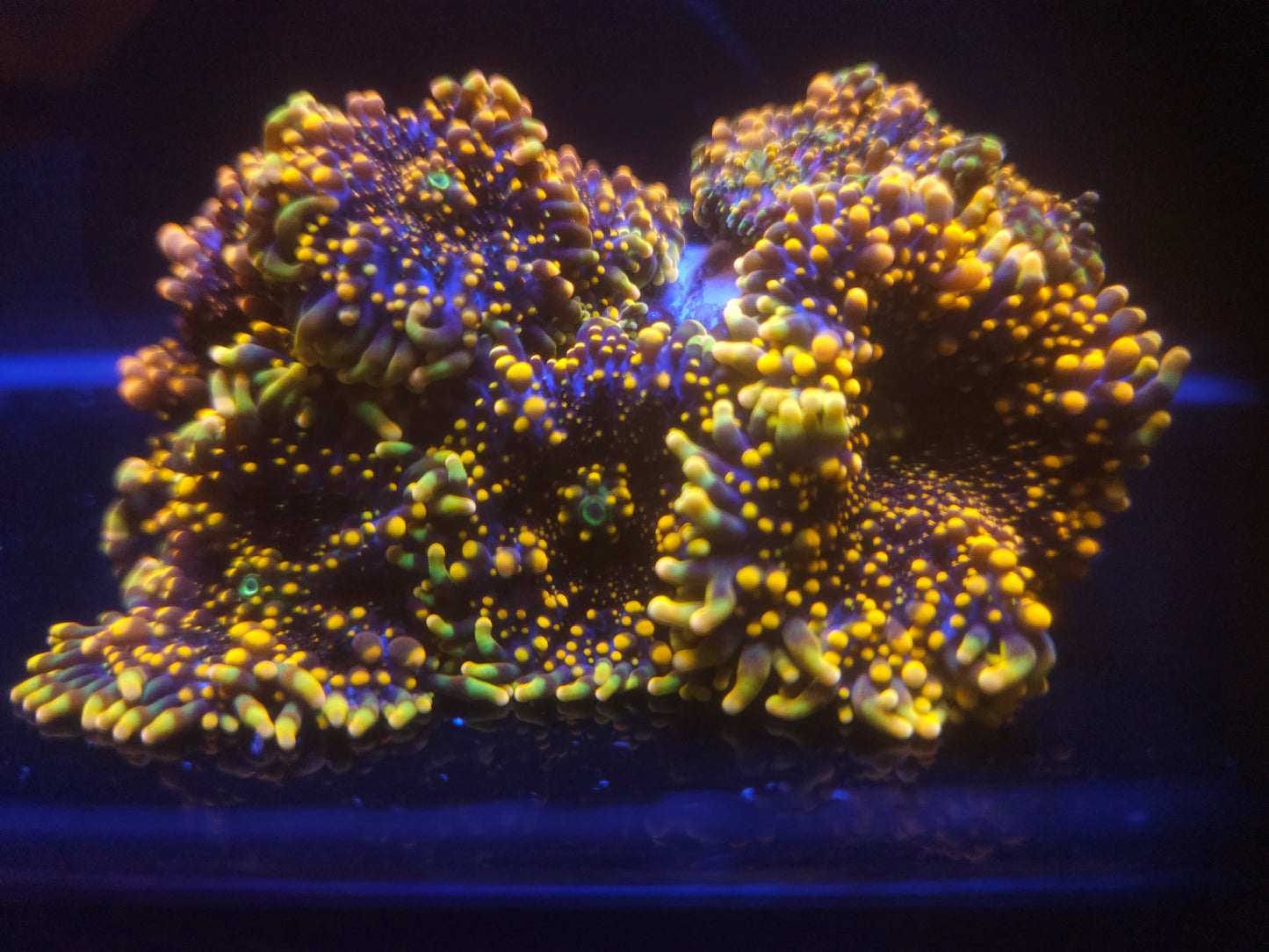 King Kong Yuma Mushroom