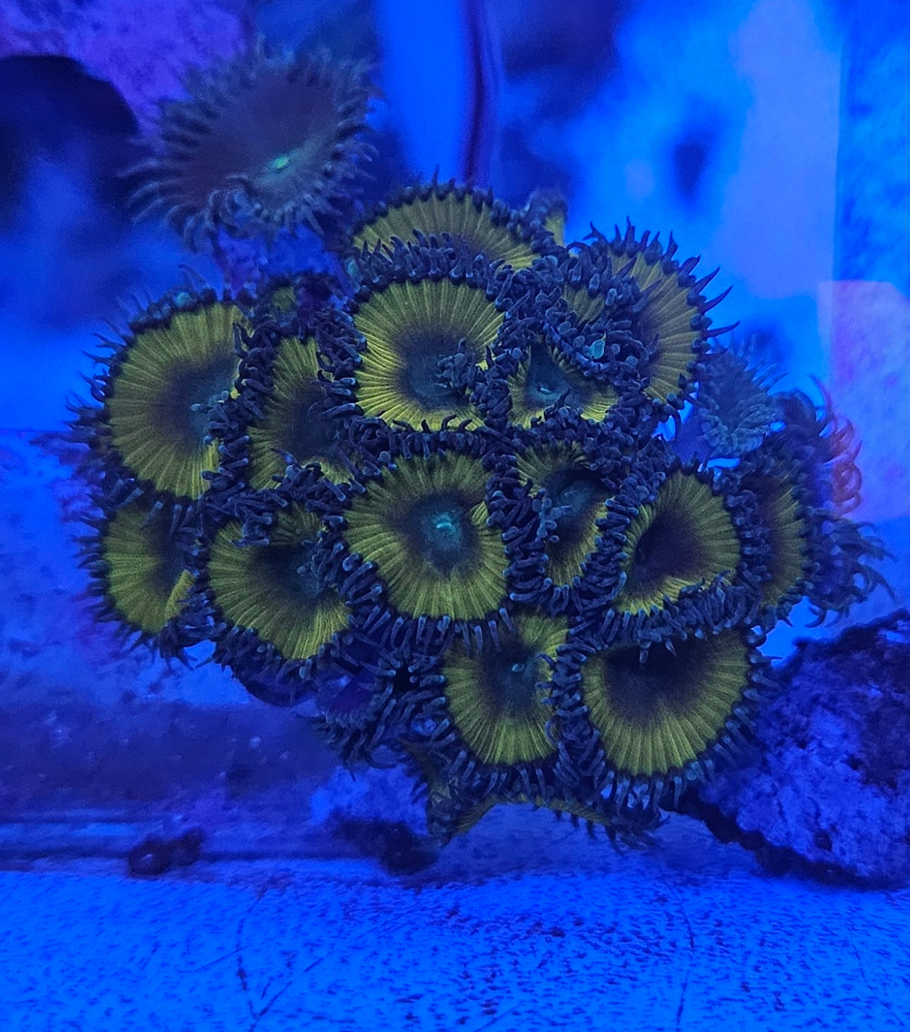 Lemon Lime Palythoa