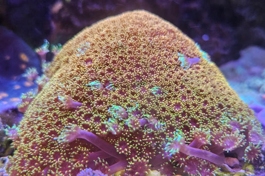 Small polyp Goniopora