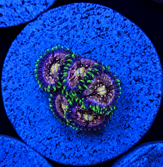 Nirvana Zoanthid