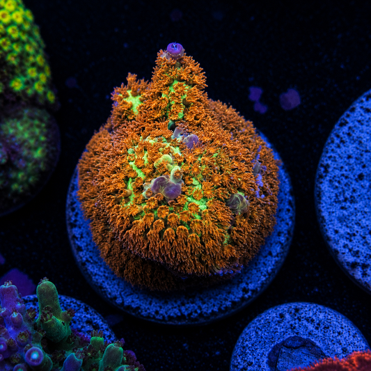 Burning Banana Coral