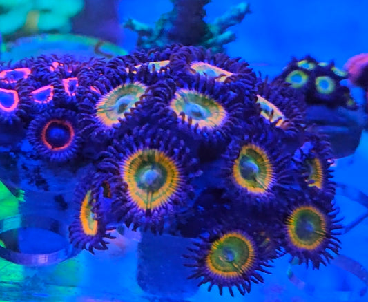 Sunny D Zoanthid