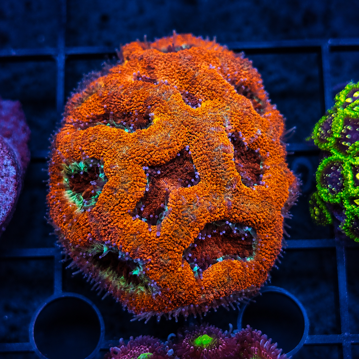 Acanthastrea Coral