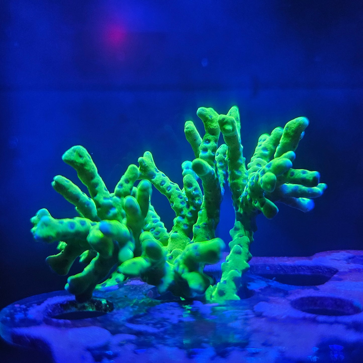 Frog Skin Anacropora