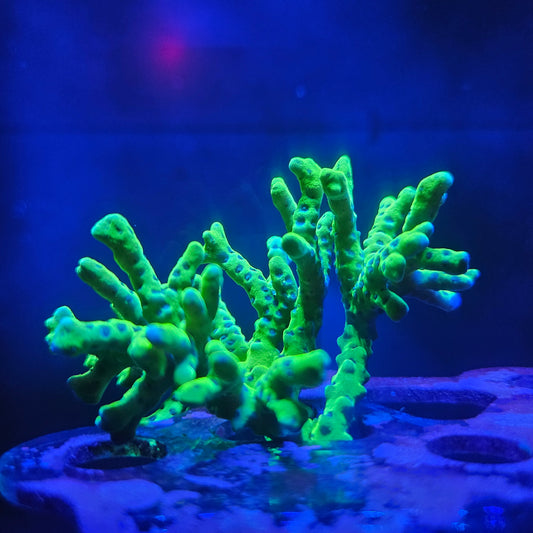 Frog Skin Anacropora