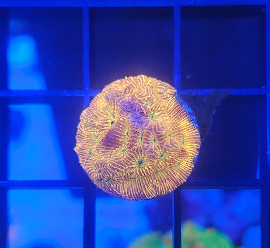 Jack-o-lantern Leptoseris