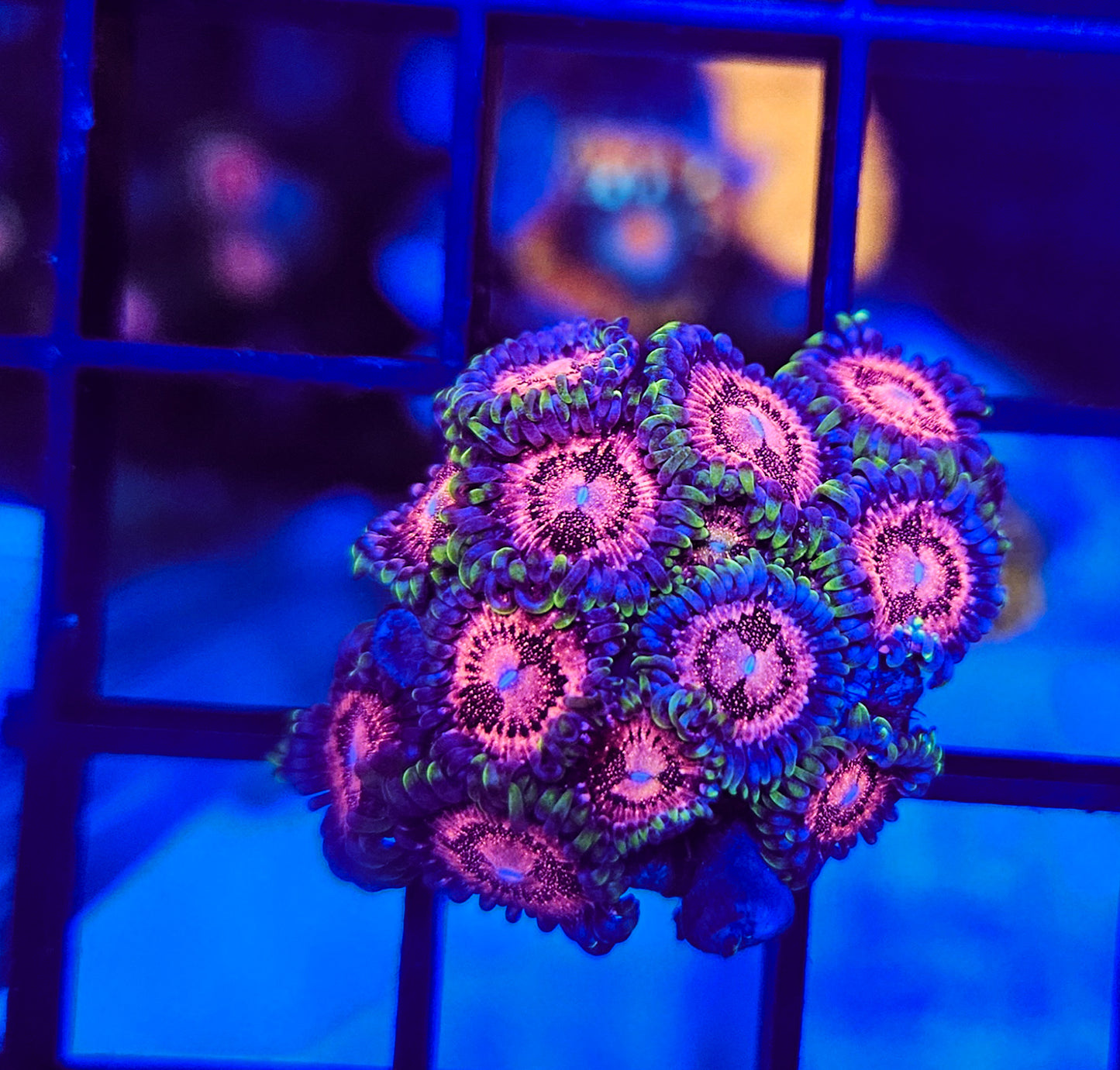 Scarlet Fever zoa