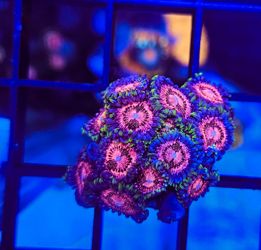 Scarlet Fever zoa