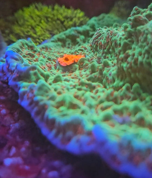 Jedi Mind Trick Montipora