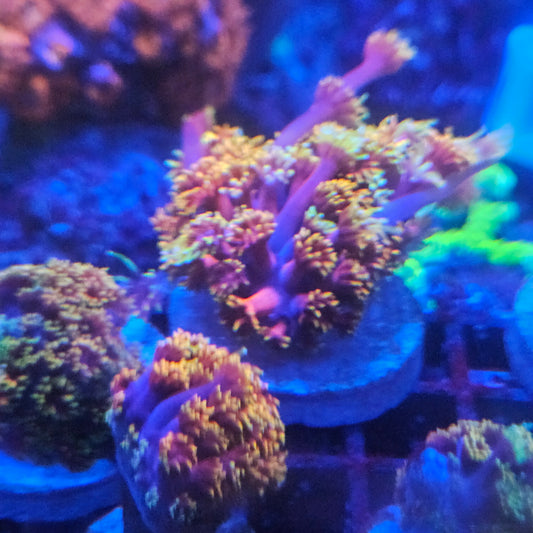 Small polyp Goniopora