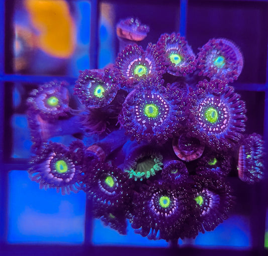 Blue Lagoon Zoanthid