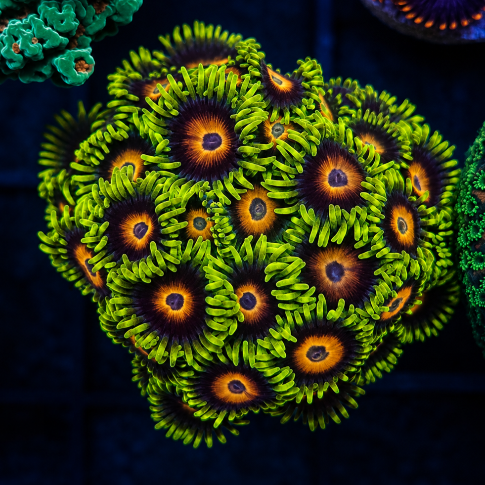 Lazy Lashes Zoanthid