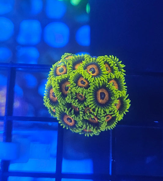 Lazy Lashes Zoanthid