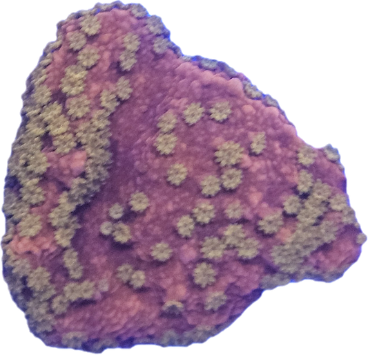 Orange with yellow polyps Montipora