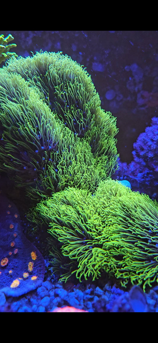 Green Star Polyp