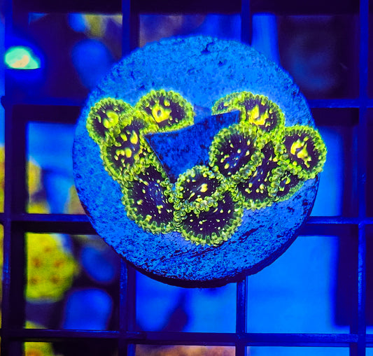 Exospheres zoa