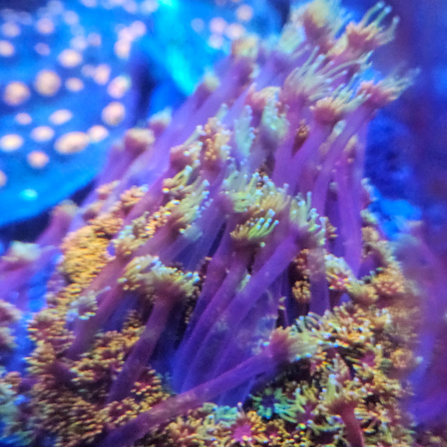 Small polyp Goniopora